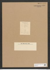 Diatomeae indet. Zeichnungen Sammlung Grunow Nr. 3780 (NHMW-BOT-W0371448)